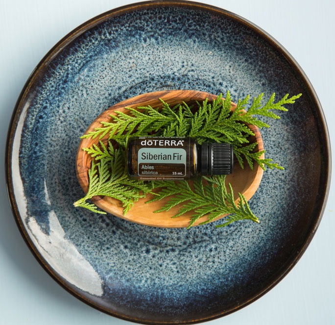 сибирска ела