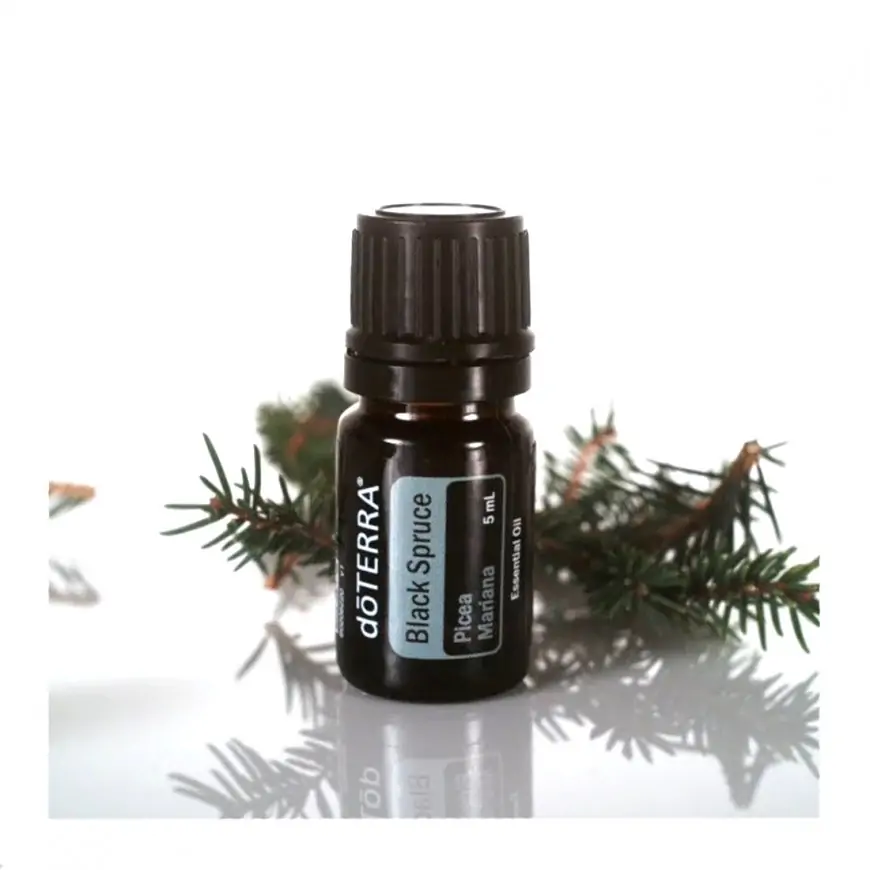 Black Spruce (Черен смърч) Picea mariana 5 мл - Image 2